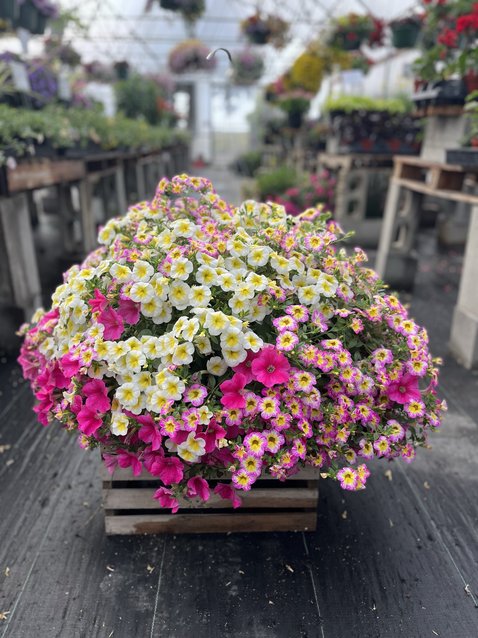 The Farmer's Daughter Farm & Flowers photo